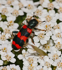 Checkered Beetle (Trichodes apiarius) - Photo of Valdeblore