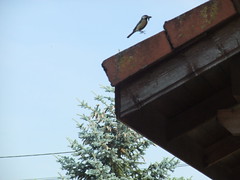 Levitation of a great tit - Photo of Curciat-Dongalon