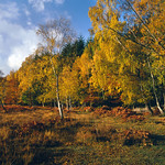 New Forest Autumn 3