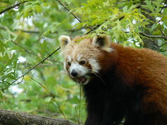 Panda roux - Photo of La Chaussaire