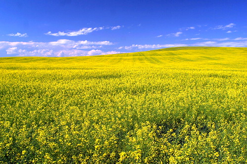 blue sky canada yellow wheat alberta crop prairie carbon canola rapeseed
