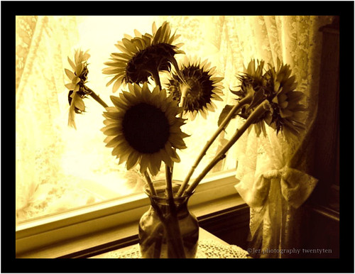 fun farmersmarket jerry sunflowers sunnyday minnetrista lifeisgreat tableforone jerphotography