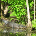Alligator Canal   DSCN3450