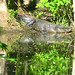 Alligator Canal DSCN3453