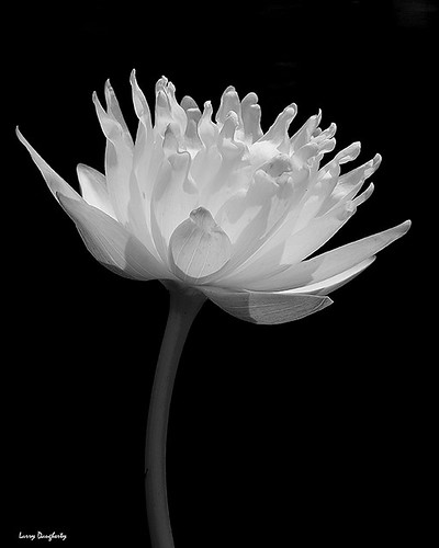 blackandwhite flower monochrome nikon waterlily lily blossom neworleans bloom botany botanicalgarden d700 saariysqualitypictures