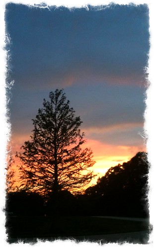 sunset tree nature outdoors louisiana cypress 3gs iphone kimthibodeaux kimdeverthibodeaux kimincajuncountry