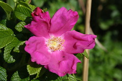Beach Rose - Rosa rugosa - hamanasu