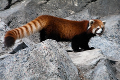 Bushy Red Panda Tail