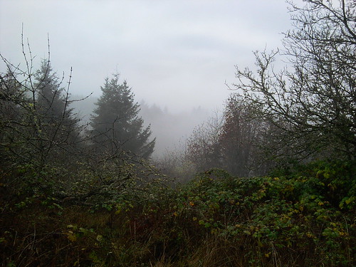 fog briarberry
