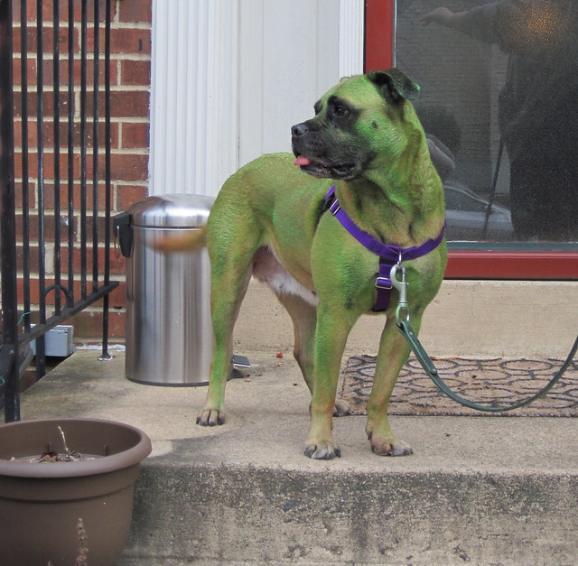 The InGretable Hulk. Greta painted green and wearing a purple harness.