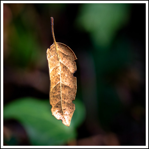 leaf floating nostringsattached macromondays