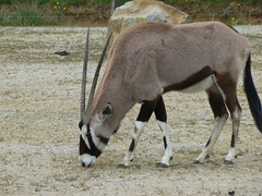 Antilope - Photo of La Boissière-du-Doré