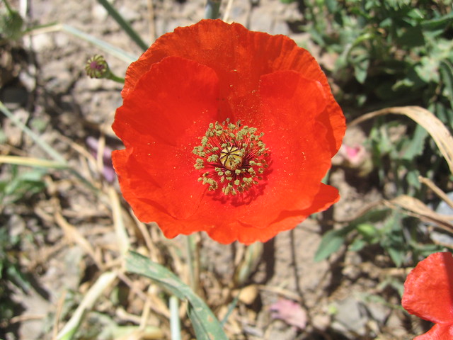 Glorious poppies in the fields of the High Atlas