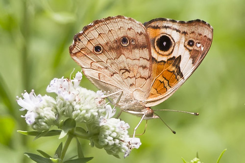 ohio butterfly commonbuckeye cleves mitchellmemorialforest hamiltoncountypark