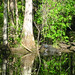 Alligator Canal   DSCN3353
