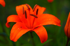 Orange Lily3