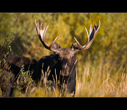 animal mammal nationalpark wildlife moose wyoming grandtetons tetons jacksonhole bullmoose grandtetonnationalpark dcptsept2010