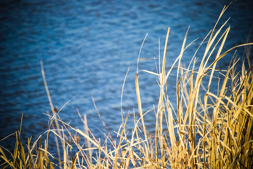 sunlight lake water grass texas vignette lakelimestone