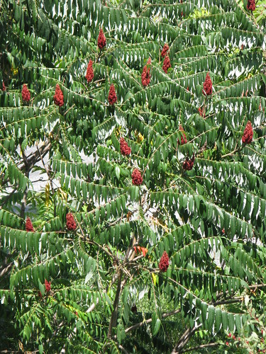 sumac staghornsumac rhustyphina