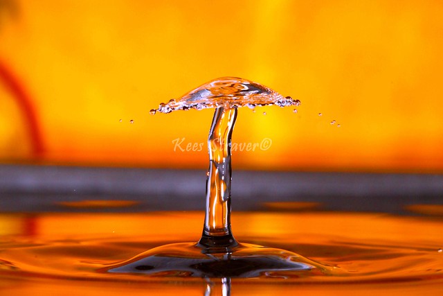 The very rare water mushroom – Orange period.
