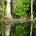Alligator Canal  DSCN3339