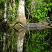 Alligator Canal  DSCN3340