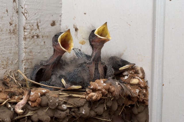 Baby Swallows