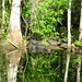 Alligator Canal   DSCN3355