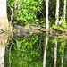 Alligator Canal   DSCN3357