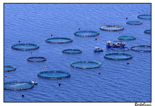 geotagged greece lesbos fishfarm aquaculture ellada gulfofgera northernaegean lumixgvario14453556ois geo:lat=39027119 geo:lon=26532755