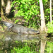 Alligator Canal   DSCN3443