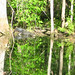 Alligator Canal DSCN3377