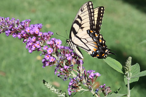 butterflies tigerswallowtail