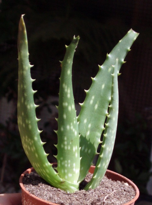 Aloe littoralis 4823290592_6a7d6d8cb7_o