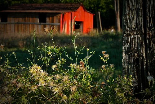 sunset red summer overgrown barn fence golden weeds hour