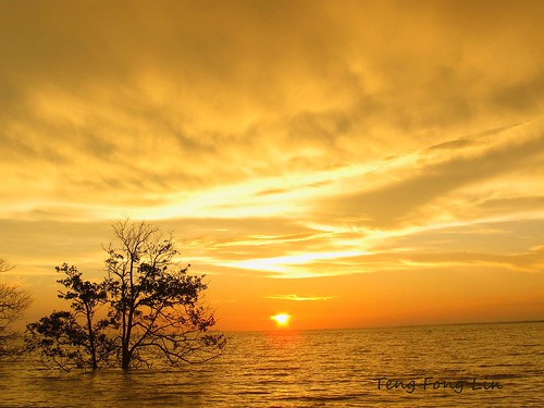 sunset sea sun tree clouds golden malaysia johor muar tanjung ketapang goldensunday platinumpeaceaward worldpeacehalloffame mygearandme mygearandmepremium mygearandmebronze tfltfl worldpeacehalloffamefasttrack
