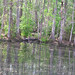 Alligator Canal DSCN3833