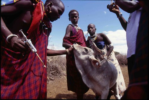Tanzanian Maasai helping to treat cattle against East Coast fever