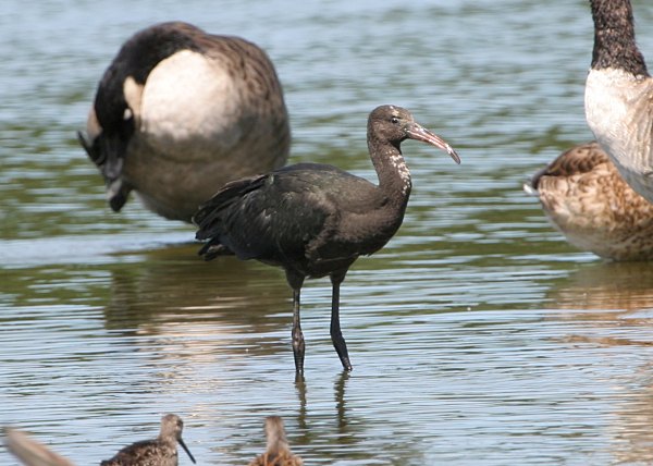 Photograph titled 'Glossy Ibis'