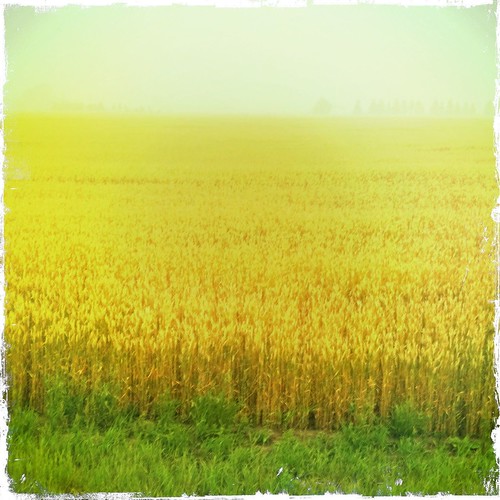 canada field landscape outdoors bc wheat smoke davin alberta forestfire app iphone vegreville gegolick daving hipstamatic davingphotography