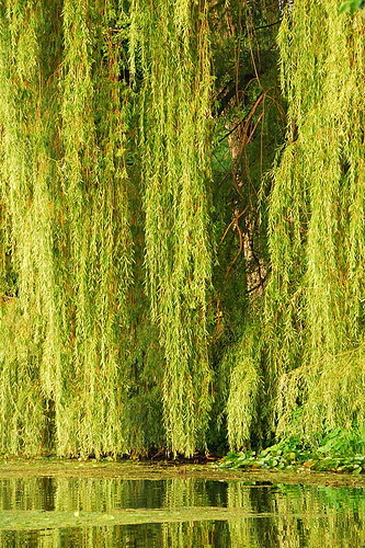 usa ny newyork tree green nature water us bradford unitedstates central upstate willow fingerlakes