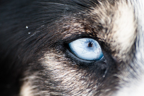 snow eye mirror husky sweden huskies sledding dogsledding alistairknockreflection