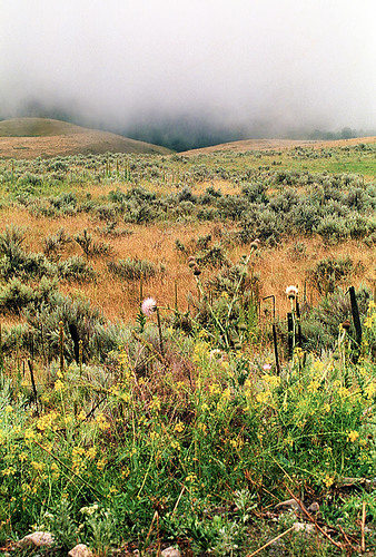 mist fog desert sage wildflowers eastermwashington naturesfinest flickraward chopakalake