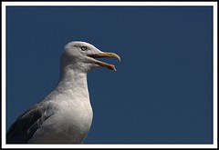 Panting Seagull