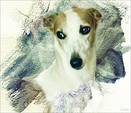 dog pets geotagged nikon favorites whippet perro textures gos specialtouch analógicas diamondstars quimg analògiques quimgranell joaquimgranell espritmalindecastelbouc