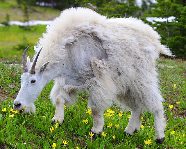 IMG_2870 Mountain Goat Eating Glacier Lily, Glacier National Park