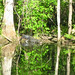 Alligator Canal   DSCN3365