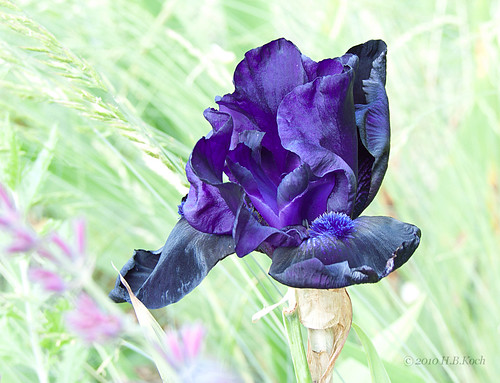 blue summer flower germany dark deutschland hessen blossom sommer tulip blau blume blüte dunkel tulpe badnauheim landesgartenschauhessen2010 hbkoch