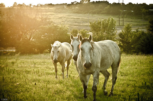 ranch light sunset horses sun green field grass jenks jenksranch potd37
