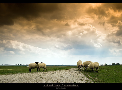 nature animals landscape sheep alt awesome fine filter age dike norddeutschland cokin bokel kleinensiel “flickraward
